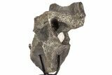 Hadrosaur (Hypacrosaurus) Dorsal Vertebra with Stand - Montana #336088-3